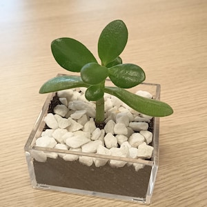 Peut inclure: Un petit pot carré en acrylique transparent rempli d'une plante de jade. La plante a des feuilles vertes épaisses et ovales. Le sol est recouvert de galets blancs. Le pot est posé sur une surface en bois clair.