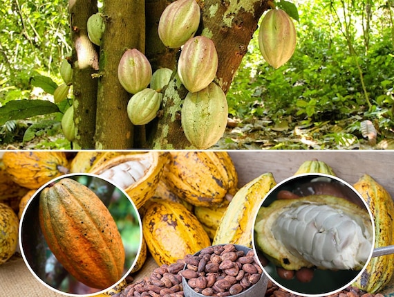 Fresh Cacao Pods (criollo or Forastero) - Phytosanitary Certificate,  Theobroma Cacao (cacao Tree), Ideal for Germination - Etsy Ireland