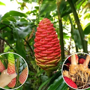 Könnte beinhalten: Ein lebendiges Bild einer roten Ingwerblüte, mit kegelförmiger Gestalt, umgeben von üppigem, grünem Laub. Das Bild zeigt auch die Rhizome der Ingwerpflanze und andere Ingwerblüten in verschiedenen Wachstumsstadien.