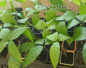 Rara pianta di cacao Forastero, Theobroma Cacao, albero di cacao, albero di cacao al cioccolato, varietà Forastero