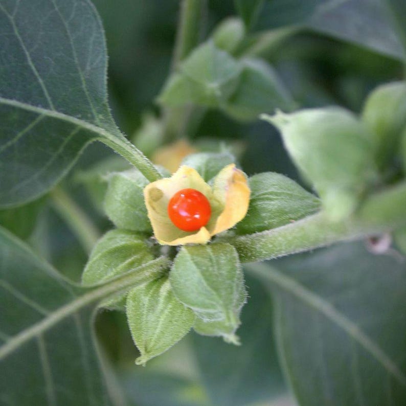 Graines Withania somnifera, Ashwagandha, Ginseng indien, excellent taux de germination, idéales pour semis réussi