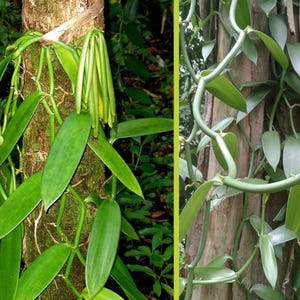 1 Vanilla planifolia Steckling 100 cm (Vanilleorchidee), Gute Vanille, Bourbon-Vanille