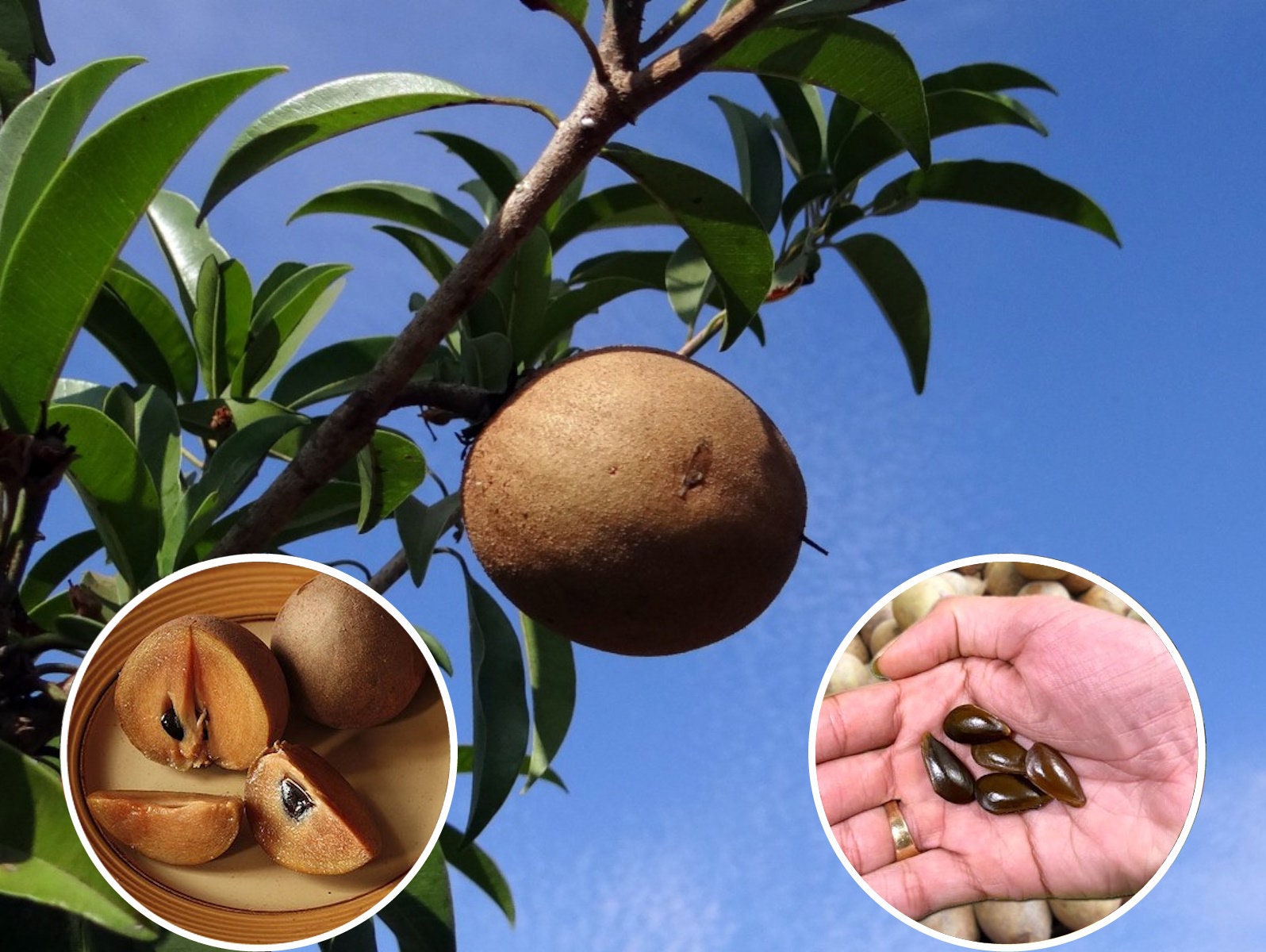 Black sapote fruit - Etsy 日本