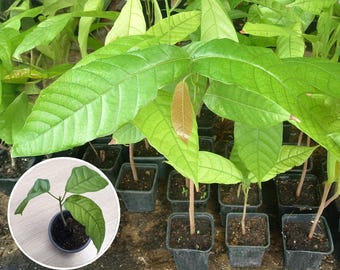 Pianta rara di cacao Criollo (Theobroma cacao), albero di cacao cioccolato, varietà Criollo. Spedizione in Francia ed Europa.
