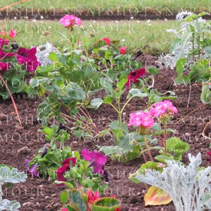 Flowers in Jardin du Luxembourg (Luxembourg Garden)