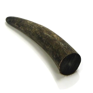 May include: A curved, dark brown horn with a smooth, polished appearance. The horn has a rounded tip and a rough, textured surface. The horn is likely from an animal and is set against a white background.