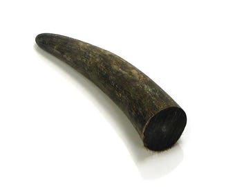 Natural Ox Horn Tips: Crafting Handles, Bow Nocks (30mm x 100mm Approx.)
