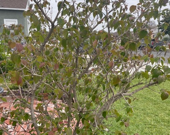 Grumichama Brasilianische Kirsche (Eugenia brasiliensis)