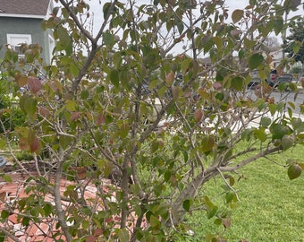 Grumichama Brazilian Cherry (eugenia brasiliensis)