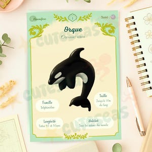 Orka - Orcinus orca | Geïllustreerd informatieblad | Afdrukbaar A5-formaat | Zeedieren Dolfijnen, Educatieve informatiebladen, Poster, Afdrukken | Oceaankunst