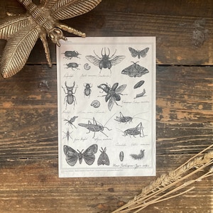 Cartolina "Insetti" - Stampa artistica DINA6, Illustrazione, Illustrazione naturalistica, Illustrazione di libri, Estetica vintage, Dark Academia, Cottagecore