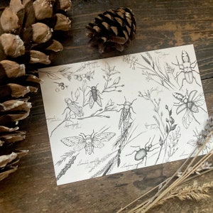 Cartão postal “plantas e insetos” - impressão artística, ilustração da natureza, DINA6, ilustração p/b, esboço, vintage, Light Academia, Cottagecore