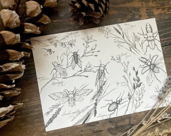 Cartolina "piante e insetti" - stampa artistica, illustrazione della natura, DINA6, illustrazione in bianco e nero, schizzo, vintage, Light Academia, Cottagecore