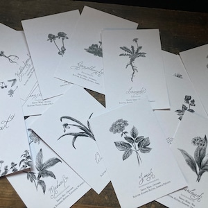 Postkartenset “(un)Kraut” -  17 Wildkräuter Karten, Illustration, Vintage Ästhetik, dark academia, Cottagecore, Pflanzenkunde, Kräuter