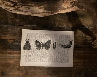 Art print “Butterfly Study” on old book page - nature study, upcycling, illustration, Dark Academia, Cottage core, witchy vibes