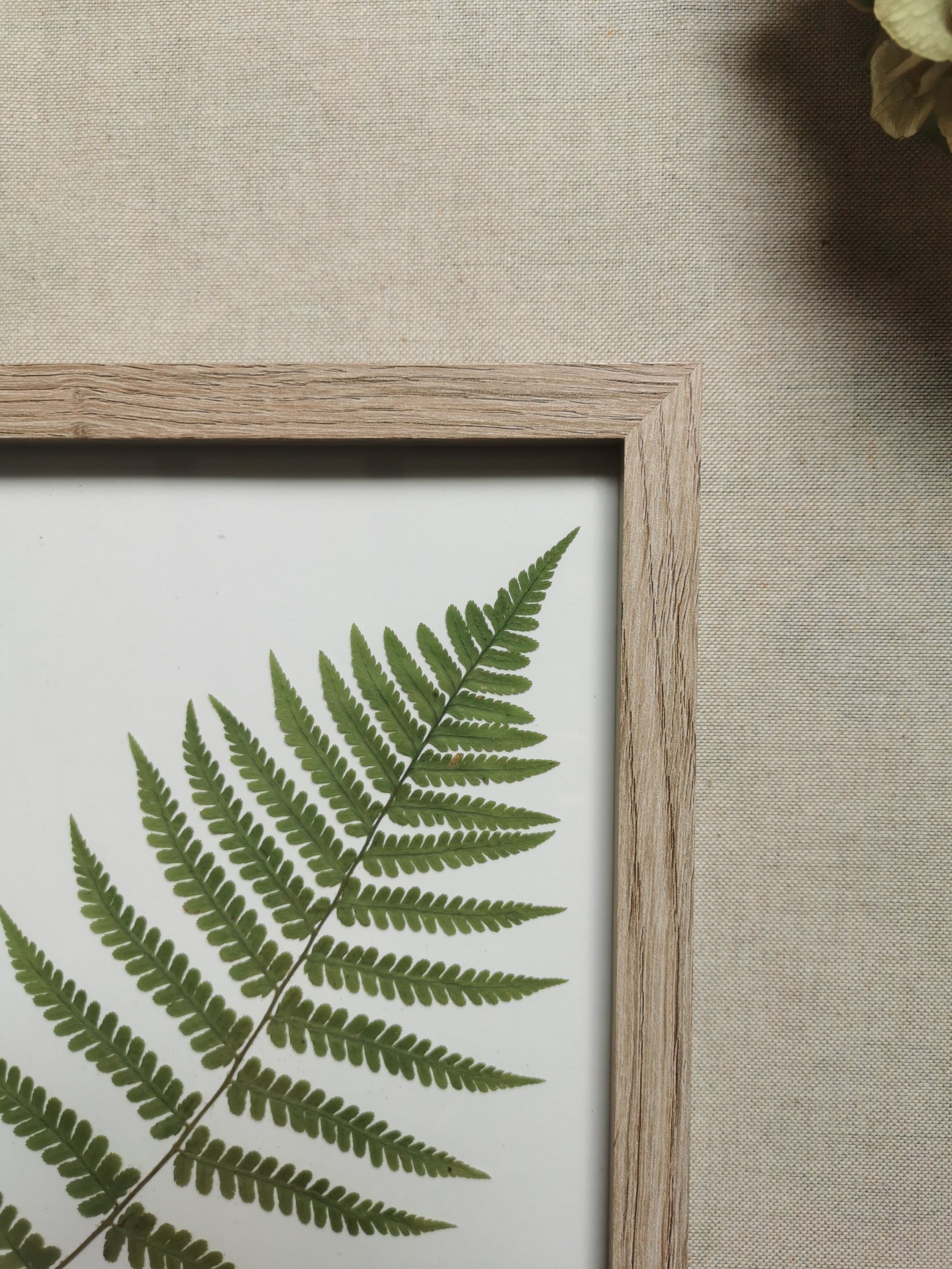 Fern Herbarium Frame Framed Herbarium Dried Leaves Etsy Australia