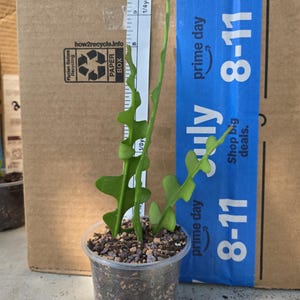 3 Fishbone cactus cuttings