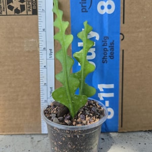 2 Fishbone cactus cuttings