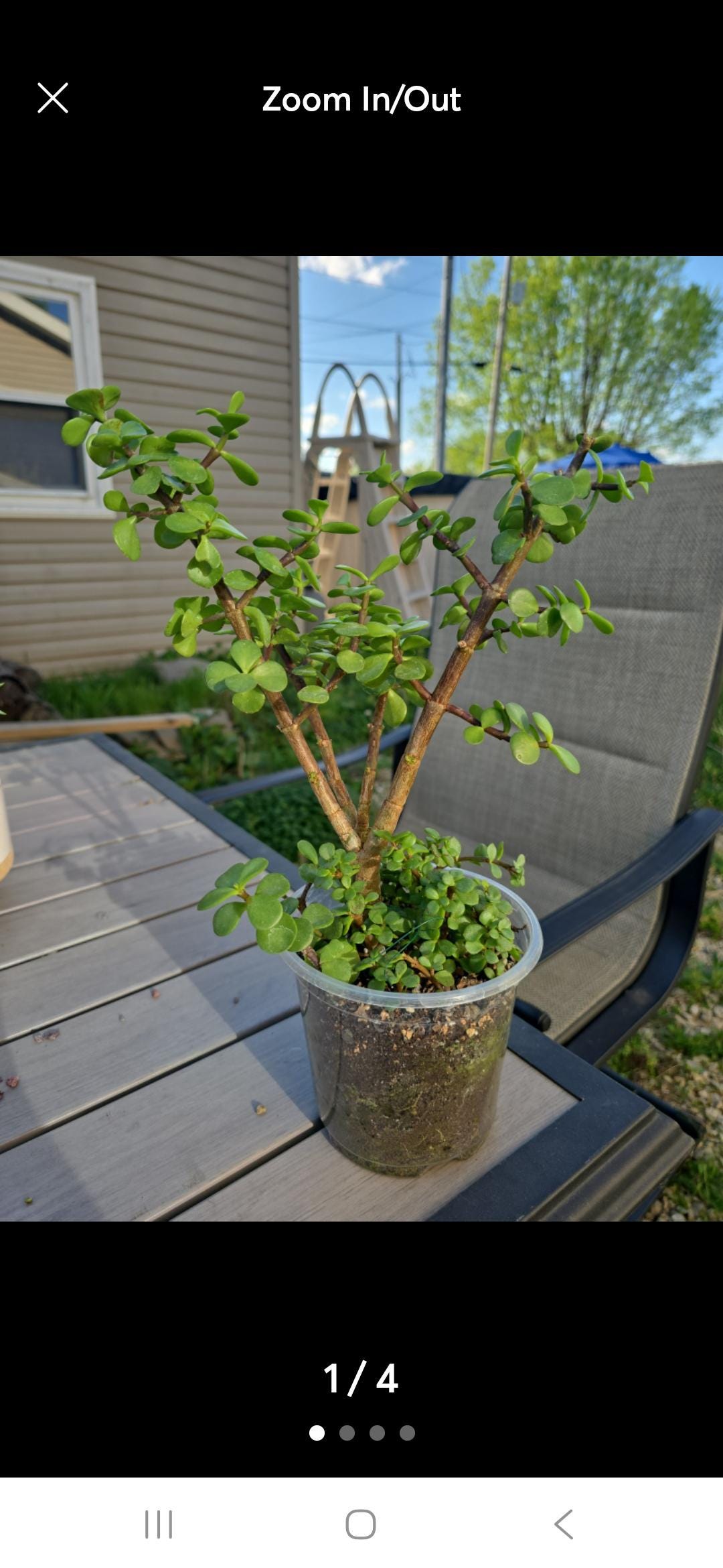 Pair of portulacaria afra(elephant bush)