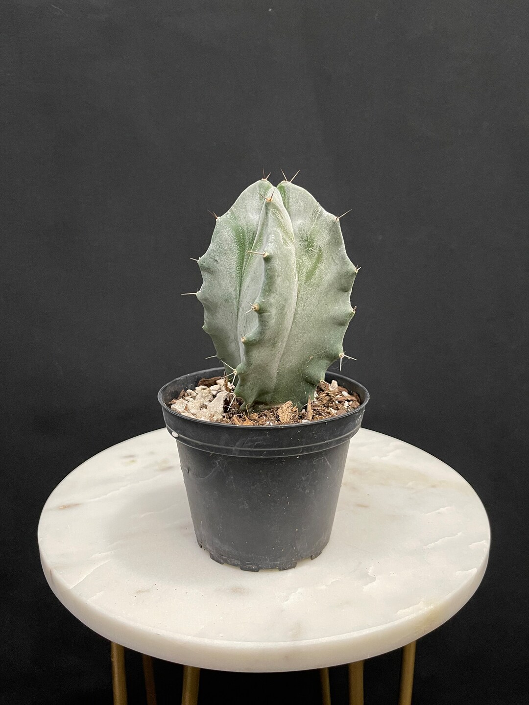Sentinel Of The Desert: The Majestic Grey Ghost Organ Pipe Cactus