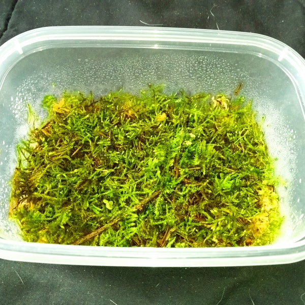 Live hypnum moss