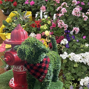 Meet Boomer in a Peeing Dog stance! Fun, Faux Plant, topiary dogs! Give the Pet Lover you love a special gift! Home Decor! DIMS- 31Lx13Wx25H