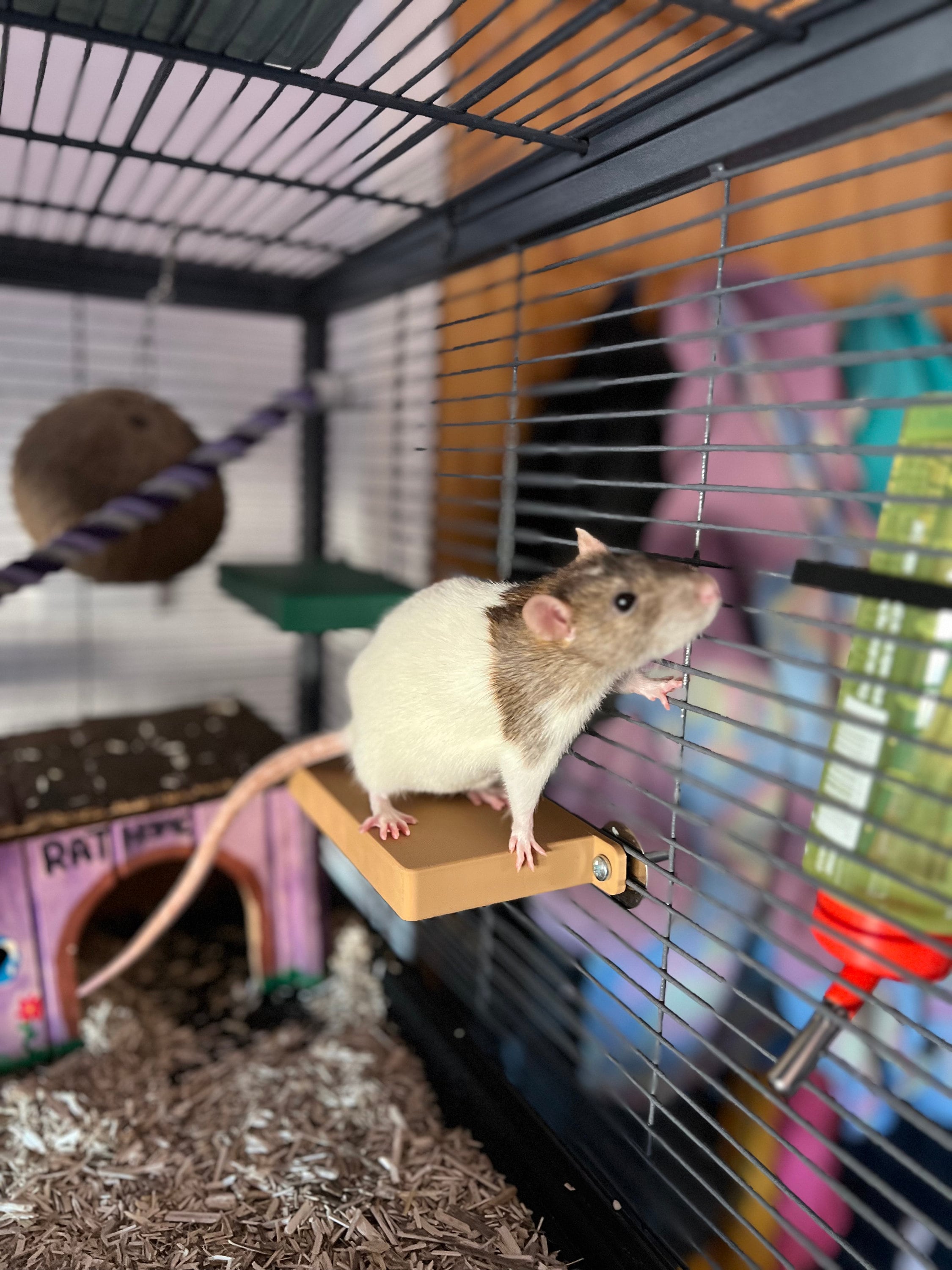 Rat house shoes sale