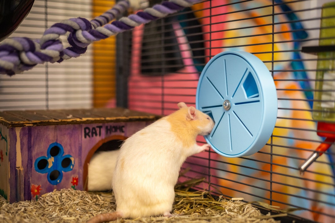 Spinning Foraging Toy for Rats and Other Small Pets Etsy