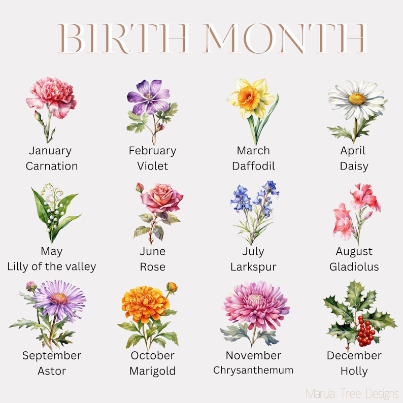 Puede incluir: Un gr&aacute;fico que muestra la flor de nacimiento para cada mes del a&ntilde;o. Las flores est&aacute;n ilustradas en estilo acuarela. Enero es el clavel, febrero es la violeta, marzo es el narciso, abril es la margarita, mayo es el lirio de los valles, junio es la rosa, julio es el delfinio, agosto es el gladiolo, septiembre es el aster, octubre es la cal&eacute;ndula, noviembre es el crisantemo y diciembre es el acebo.