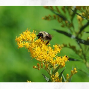 Bumblebee Art Print, Nature Photography, Summer Flower Beauty, Peaceful Nature Scene