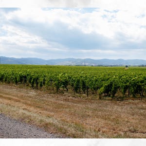 Vineyard Landscape Art Print, Rural Scenic Photography, Wine Decor