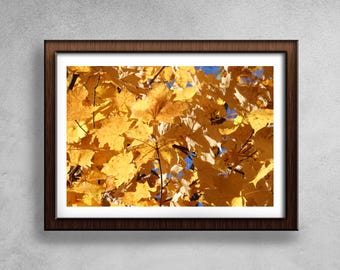 Könnte beinhalten: Ein gerahmter Druck mit einer Nahaufnahme von goldgelben Herbstblättern. Die Blätter werden von Sonnenlicht durchflutet, wodurch ein warmer, goldener Farbton entsteht. Das Kunstwerk ist in einem dunkelbraunen Holzrahmen gerahmt.