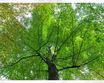 Op de afbeelding: Laag perspectief van een boomkruin met heldergroene bladeren. De boomstam is onderaan zichtbaar, met takken die omhoog reiken. De dichte bladeren creëren een weelderige, natuurlijke scène. De lucht is zichtbaar door de bladeren.