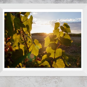 Vineyard Sunset Print, Grapevine, Wall Decor, Kitchen Art