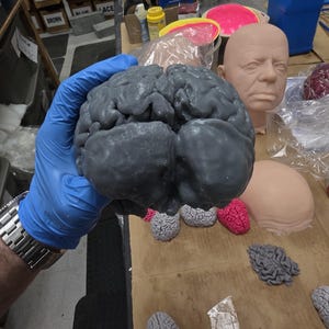 May include: A gray, realistic-looking brain model, held in a blue latex glove. The model is surrounded by smaller brain models in various colors, including gray, pink, and white.