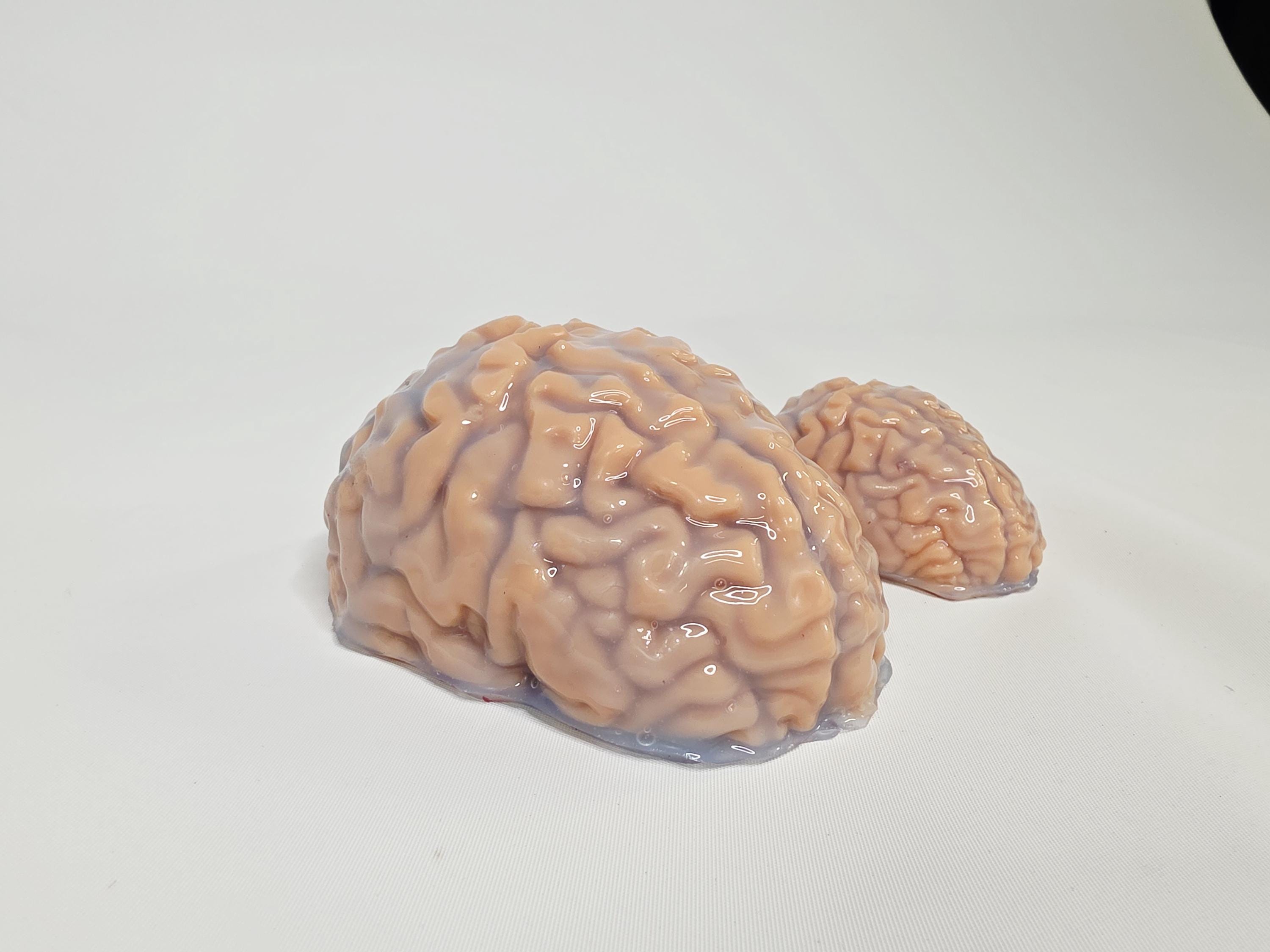 Handmade Platinum Silicone Brain Sculpture: Realistic Anatomical Coated ...