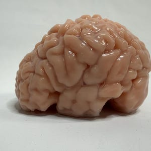 May include: A light pink, anatomical brain model. The brain is a detailed replica, showcasing the folds and contours of the cerebrum and cerebellum. The model is set against a plain white background, highlighting its form.
