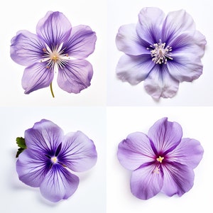 Violet Flower Tattoo Outline PNG Violet Flower Tattoo Flash | Tattoo Stencils, birth flowers tattoo