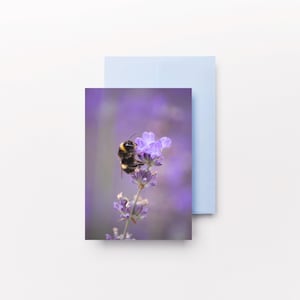 Ape su lavanda Fotografia / Foto Biglietti di auguri, Biglietti di compleanno, Biglietti di auguri con animali, Amanti delle api, Primavera, West Midlands, Piante di lavanda