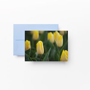 Tulipe jaune, photographie de paysage / carte de voeux photo, cartes d'anniversaire, cartes de voeux fleurs, amateurs de tulipes, printemps, jardins gallois