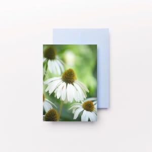 Ritratto di fiore di echinacea bianco Fotografia / Biglietti di auguri fotografici, Biglietti di compleanno, Biglietti di auguri floreali, Primavera, Estate