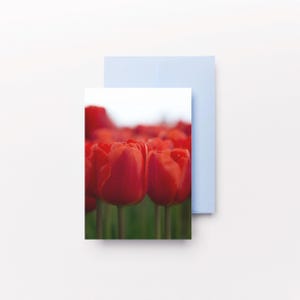 Rote Tulpenblumen-Portraitfotografie / Foto-Grußkarten, Geburtstagskarte, Karten, Blumen-Grußkarte, Blumenliebhaber, Frühling, Tulpen