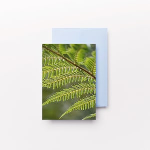 Fotografia de retrato de samambaia verde / Cartões de felicitações com fotos, Cartão de aniversário, Cartões de felicitações com plantas, Samambaias, Cornwall, Jardins da Cornualha, Verde