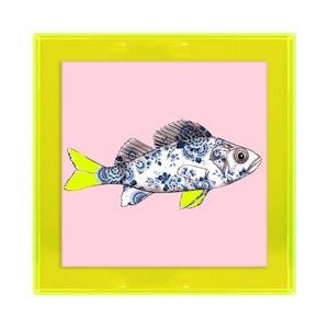 Funky Fish Sea Bass en rosa en marco acrílico de color (neón)