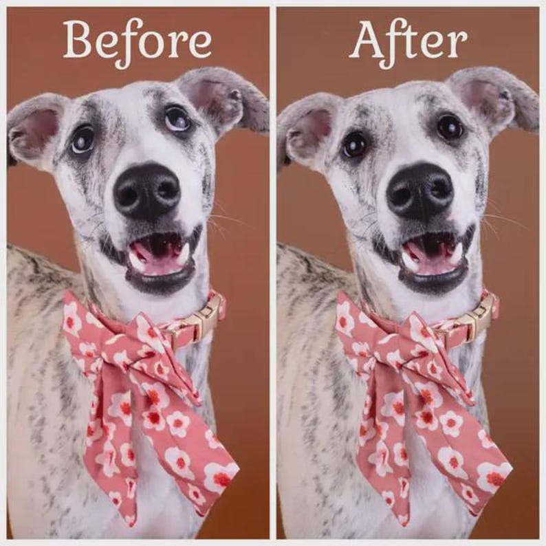 May include: A dog with white and grey mottled fur wearing a pink collar with a floral bow tie. The image is split into two identical panels labeled Before and After, showing the dog looking upward with an open mouth and visible teeth.