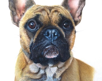 A4 Giclée Print Artwork Art of Coloured Pencil Drawing of French Bulldog
