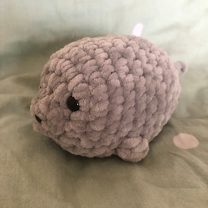 Neal the Seal