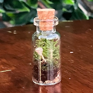 Mini Bottle Terrarium