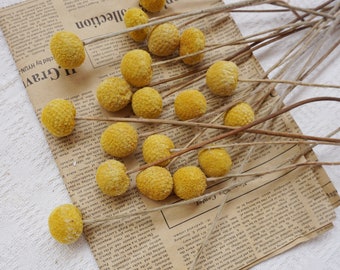 20 stems/bunch Billy balls, natural dried flowers, Billy balls, yellow padding, DIY home flower arrangement