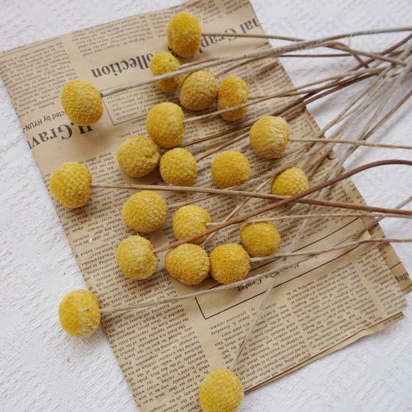 20 stems/bunch Billy balls, natural dried flowers, Billy balls, yellow padding, DIY home flower arrangement